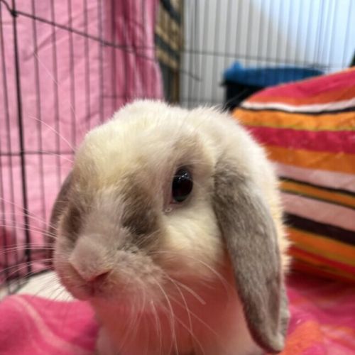 Aperol Spritz - Mini Lop Rabbit