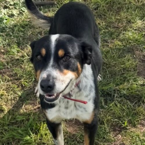 Jed - Australian Kelpie Dog