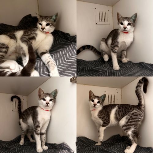 Halo - Domestic Short Hair (DSH) Cat