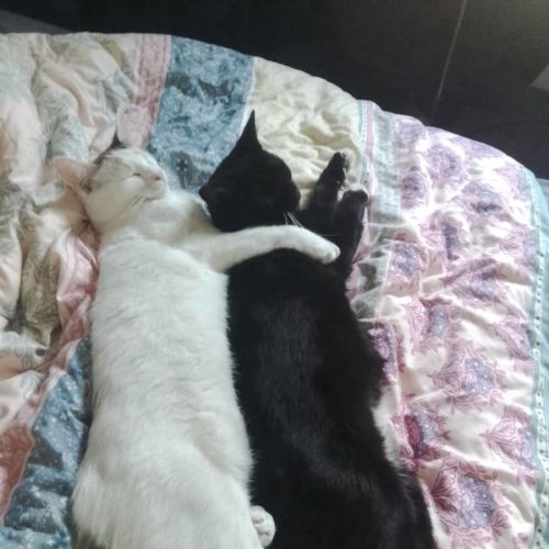 Lil Bit and Cornflake  - Domestic Short Hair (DSH) Cat