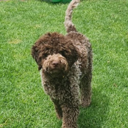 Ruffles  - Lagotto Romagnolo Dog