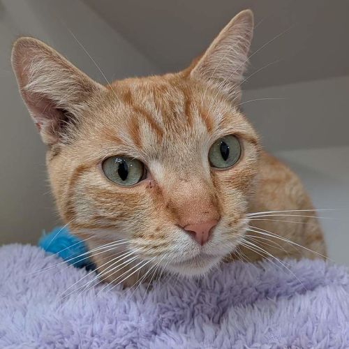 Twist - Domestic Short Hair (DSH) Cat