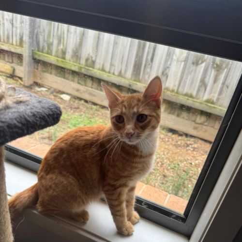 Fanta  - Domestic Short Hair (DSH) Cat