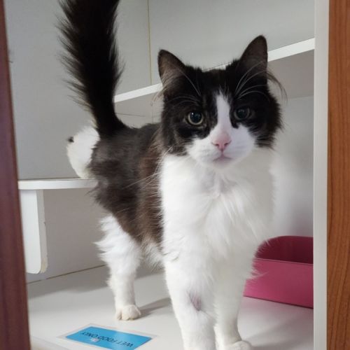 Oreo - Domestic Short Hair (DSH) Cat