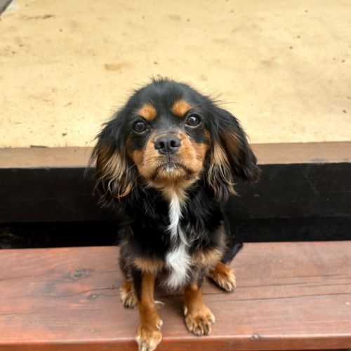 Archie🩵 - Cavalier King Charles Spaniel Dog