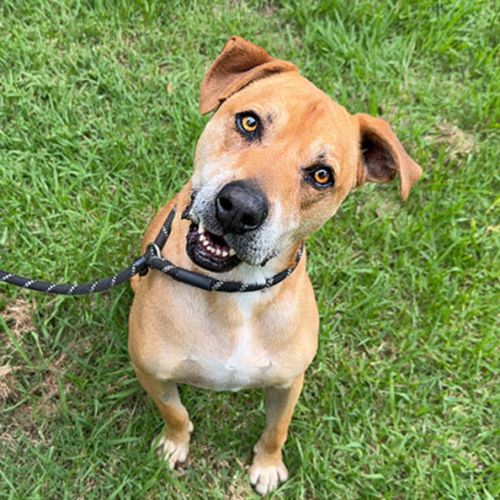 Rolex - American Staffordshire Terrier Dog