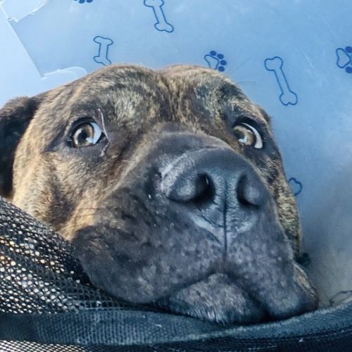 Moose  - Australian Kelpie x Staffordshire Bull Terrier Dog