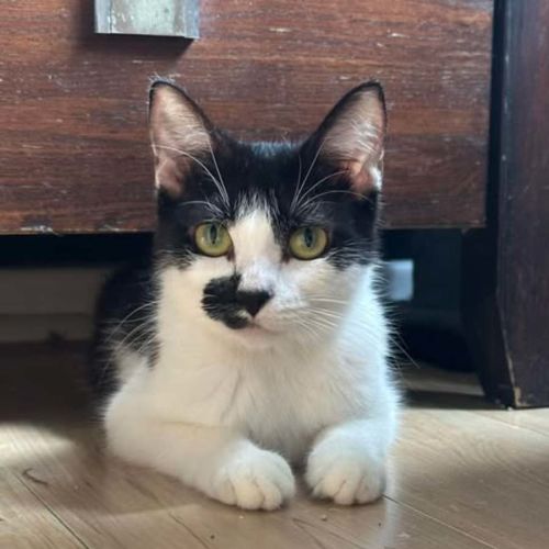 Surron - Domestic Short Hair (DSH) Cat