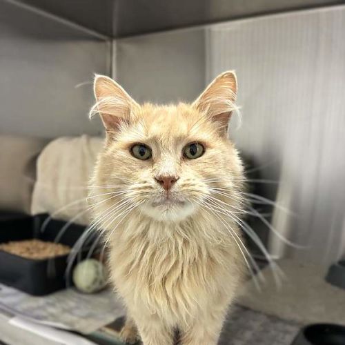Fluff N Stuff - Domestic Medium Hair (DMH) Cat