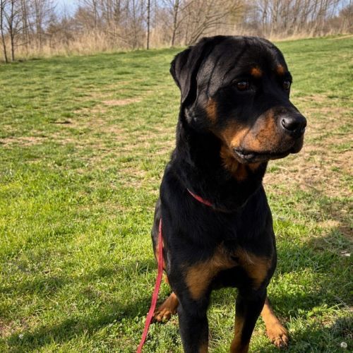 Bear - Rottweiler Dog