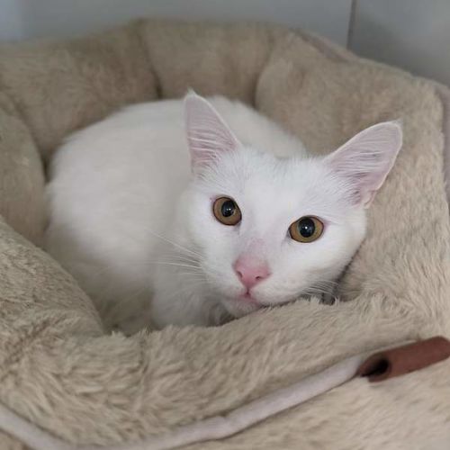 Boo Boo - Domestic Medium Hair (DMH) Cat