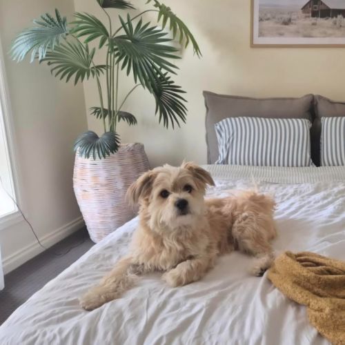 Rooney - Maltese Dog