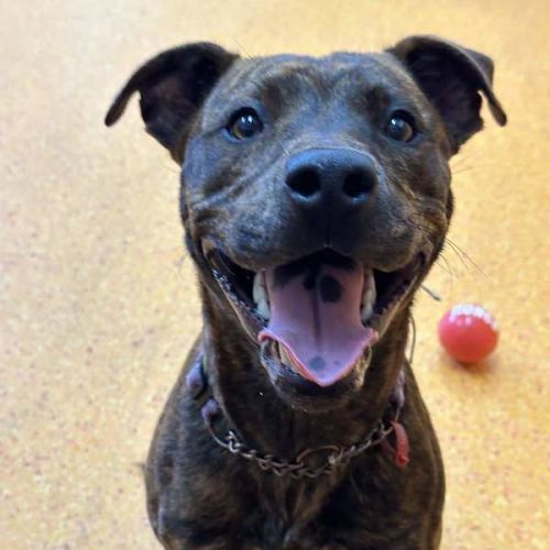 Diggie - Staffordshire Bull Terrier Dog