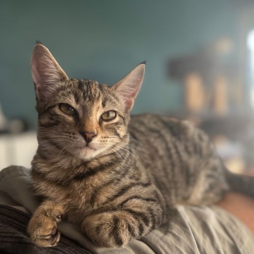 Lucy - Domestic Short Hair (DSH) Cat