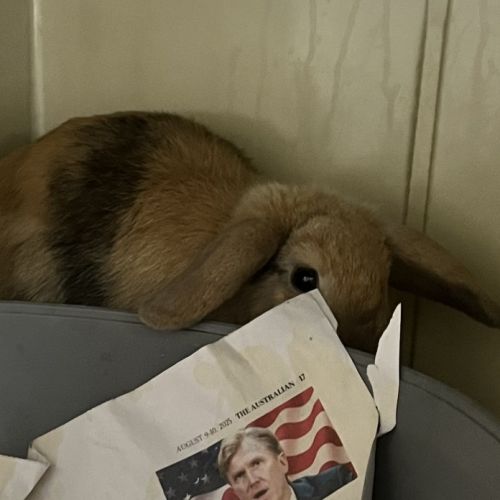 Aurora - Meet me @ Petstock Engadine - Cashmere Lop Rabbit