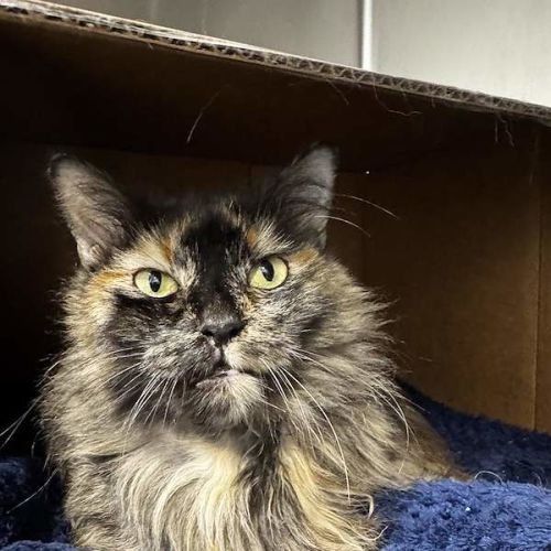 Princess - Domestic Medium Hair (DMH) Cat