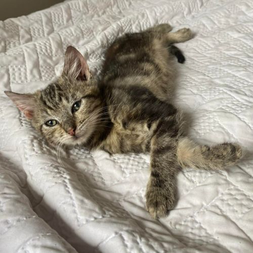 Gertie!  - Domestic Short Hair (DSH) Cat