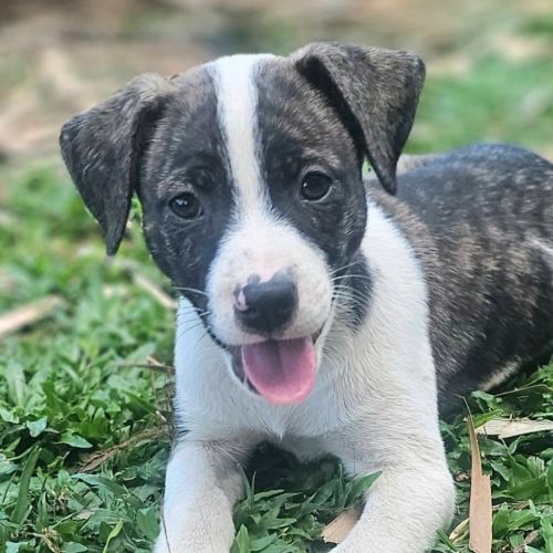 Sizzle - Fox Terrier (Miniature) Dog