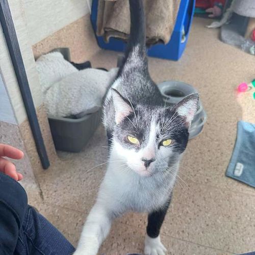 Bindi - Domestic Short Hair (DSH) Cat