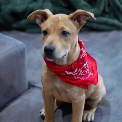 Elise - Mixed breed Dog