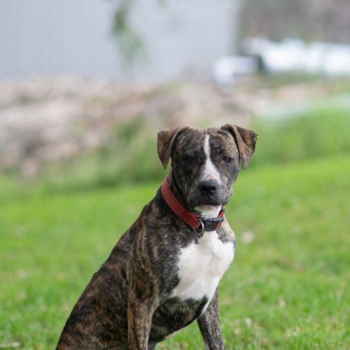 Hazel - Mixed breed Dog