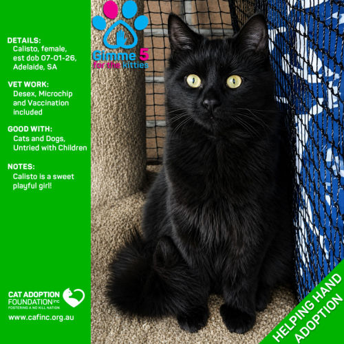 Calisto - Domestic Medium Hair (DMH) Cat