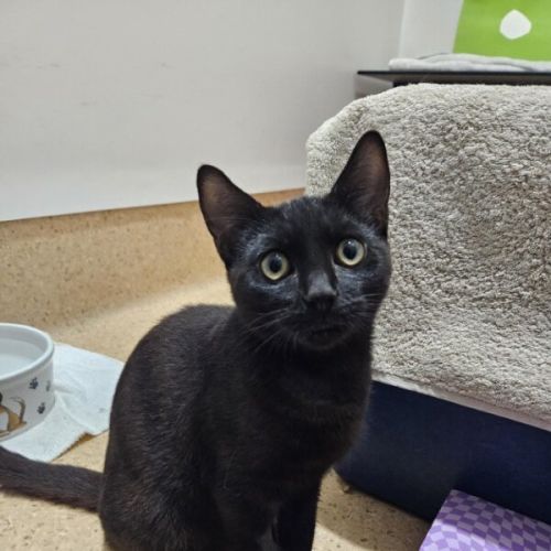 Aster - Domestic Short Hair (DSH) Cat