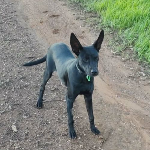 Tingle - Australian Kelpie x Irish Wolfhound Dog