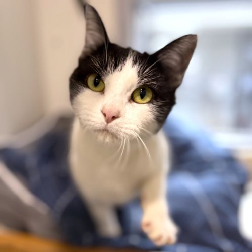 Dice 🎲 - Domestic Short Hair (DSH) Cat