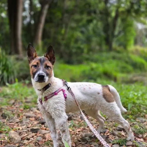 Fern - Bull Arab Dog