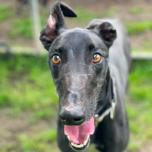 Silver The Greyhound - Greyhound Dog