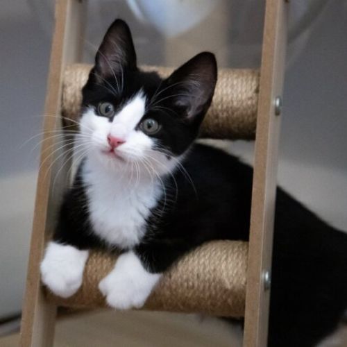 Figaro - Domestic Short Hair (DSH) Cat