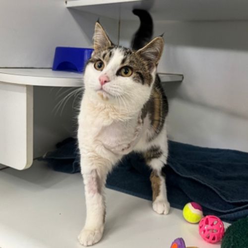 Millicent - Domestic Short Hair Cat