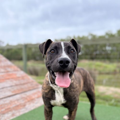 Taz - American Staffy Dog