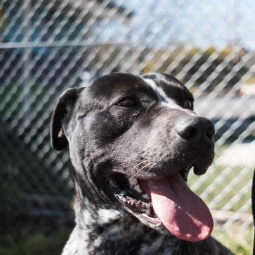 Mack! 🚚 - Australian Cattle Dog