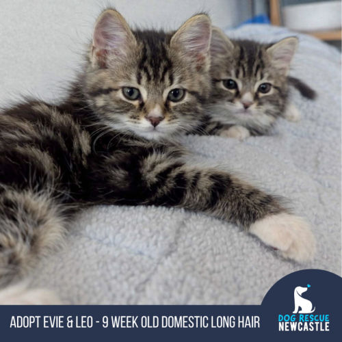 Evie & Leo - 9 Week Old Domestic Short Hair - Domestic Long Hair (DLH) Cat