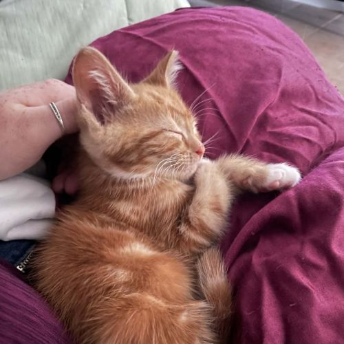 Simba - Domestic Short Hair (DSH) Cat