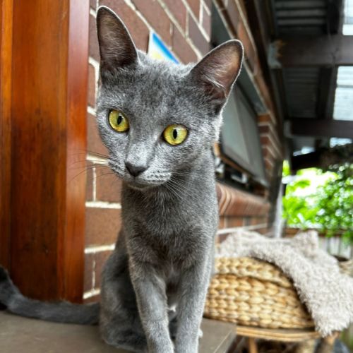 Silvie - Russian Blue Cat