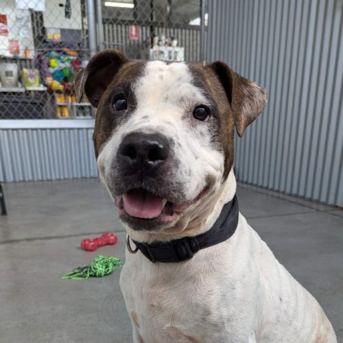 Boy - Staffordshire Bull Terrier Dog