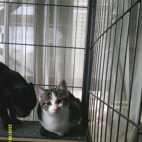 Joy Barclay - Domestic Short Hair (DSH) Cat