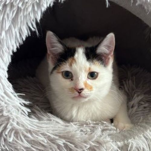 Pepper - Domestic Short Hair Cat