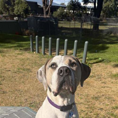 Snoop - American Staffordshire Terrier Dog