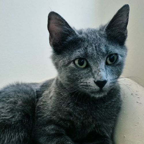 Sapphire - Domestic Short Hair (DSH) Cat