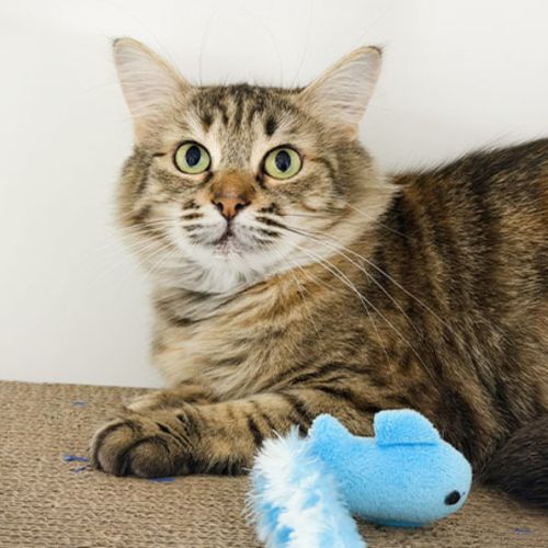 Harper - Domestic Short Hair (DSH) Cat