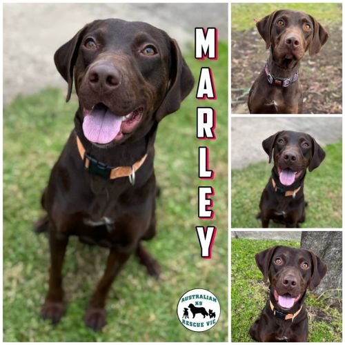 Marley - German Shorthaired Pointer Dog