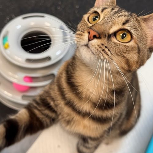 Omega  - Domestic Short Hair (DSH) Cat