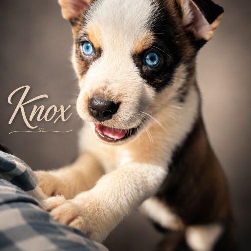 Knox - Alaskan Husky Dog