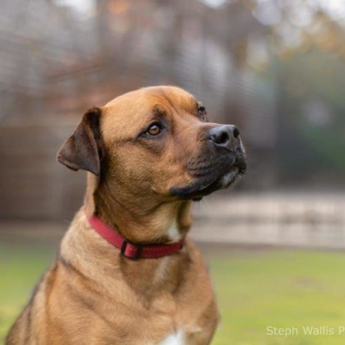 Skye Peggotty - Rottweiler x Mastiff Dog