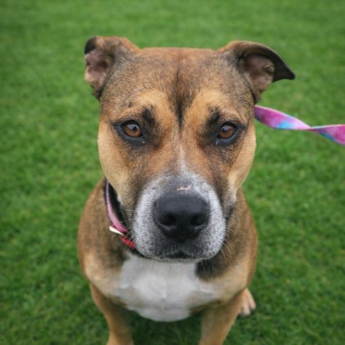 Sadie - Staffordshire Bull Terrier Dog