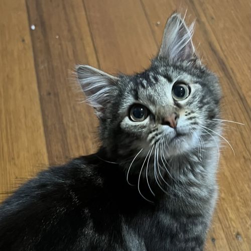 Jemima - Domestic Medium Hair Cat